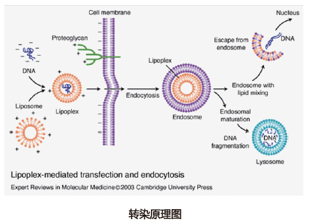 细胞转染原理图