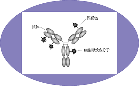 pp电子ADC临床前服务之ADC结构