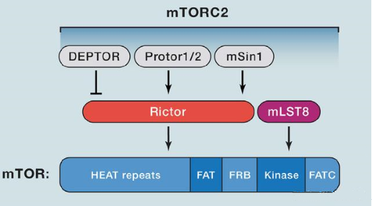 mTORC2的组成蛋白主要有Rictor、mSin1、mSLT8和Protor等