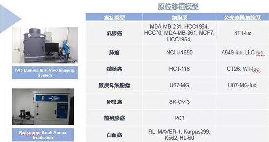 pp电子药效学动物模型