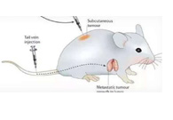 围观:临床前小鼠模型如何选？