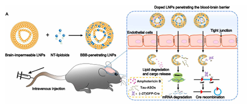 将神经递质与LNP掺杂，获得拥有穿透BBB能力的载体。