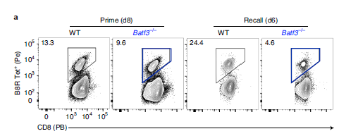 研究人员发现BATF3对记忆CD8+ T细胞的转化和质量都至关重要。
