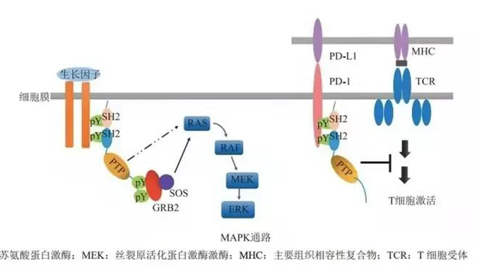 晚期恶性肿瘤患者的福音，SHP2变构抑制剂RG001片获批临床.png