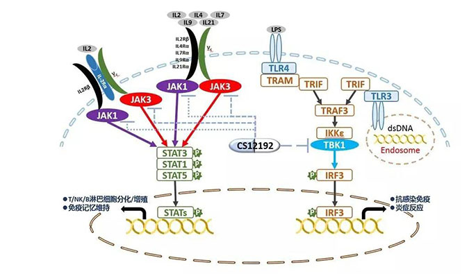 自身免疫疾病或迎新疗法！pp电子助力微芯生物CS12192获批FDA