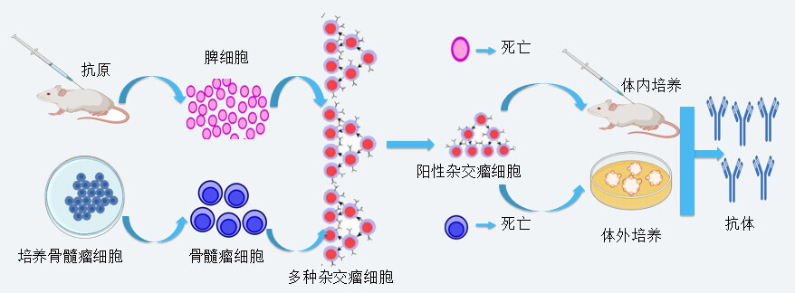 pp电子抗体开发技术