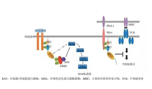 pp电子助力凌达生物SHP2变构抑制剂RG001片获批临床.jpg