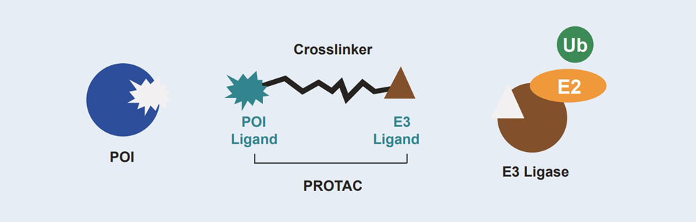 pp电子 PROTAC 药物发现技术服务平台