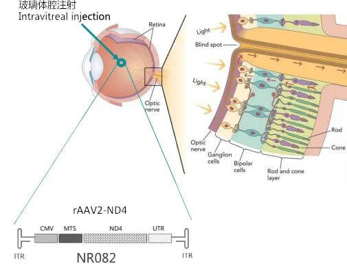 8-图片来自：纽福斯生物.jpg