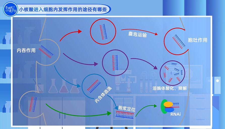 小核酸进入细胞内发挥作用的途径有哪些？