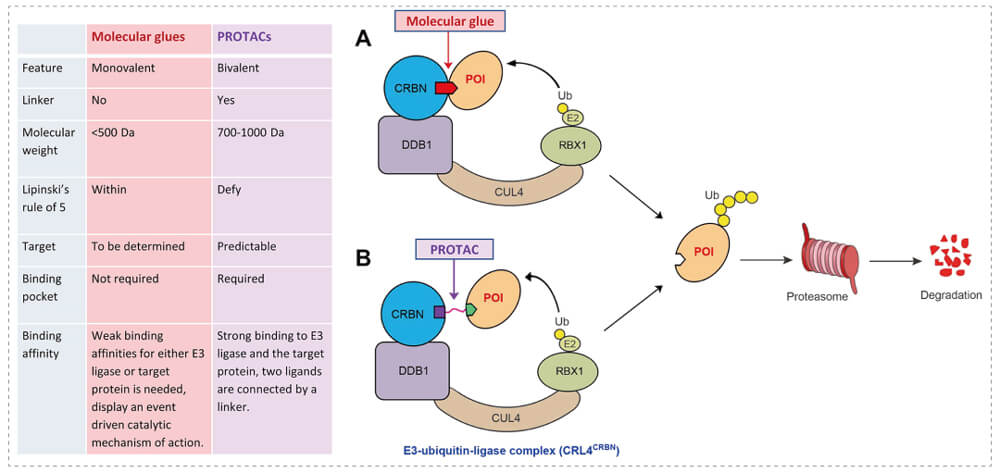 3-通过泛素-(Ub)-蛋白酶体系统降解目标蛋白-(POI)-示意图：分子胶(A)；PROTAC-(B).jpg