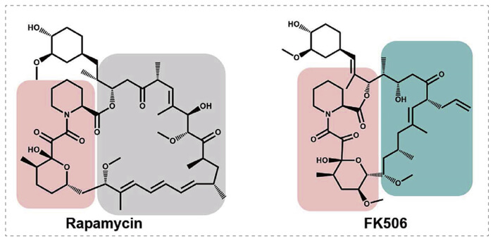 5-雷帕霉素、FK506-诱导的-FKBP-蛋白质相互作用.jpg