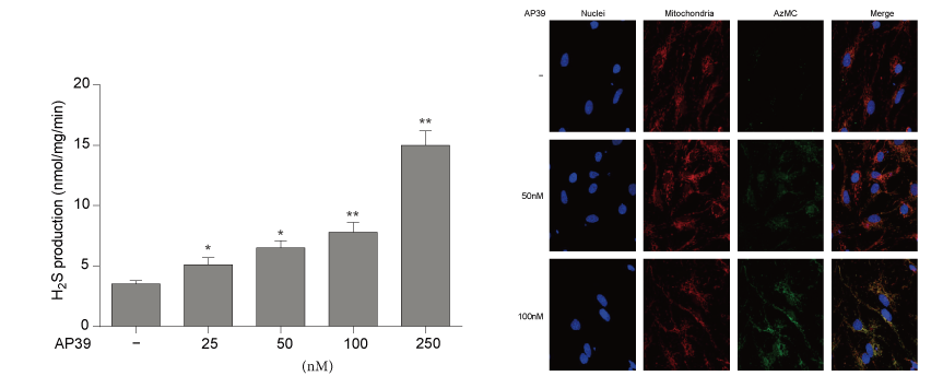 AP39是一种新合成的线粒体靶向的H2S供体，本研究中AP39通过pp电子设计和合成