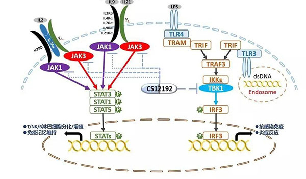 自身免疫疾病或迎新疗法！pp电子助力微芯生物CS12192获批FDA.jpg