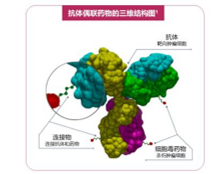 ADC定点偶联及蛋白修饰