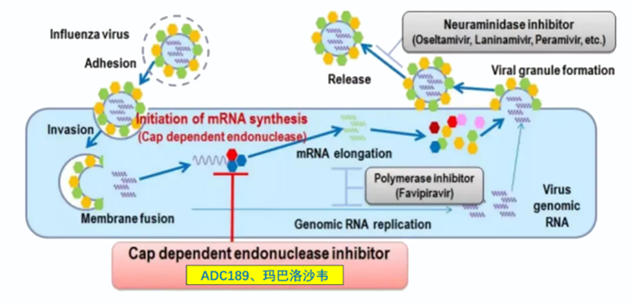 pp电子祝贺 | 可愈可及！成人青少年甲型乙型流感！安帝康生物一粒治愈流感新药玛氘诺沙韦——III期研究成功
