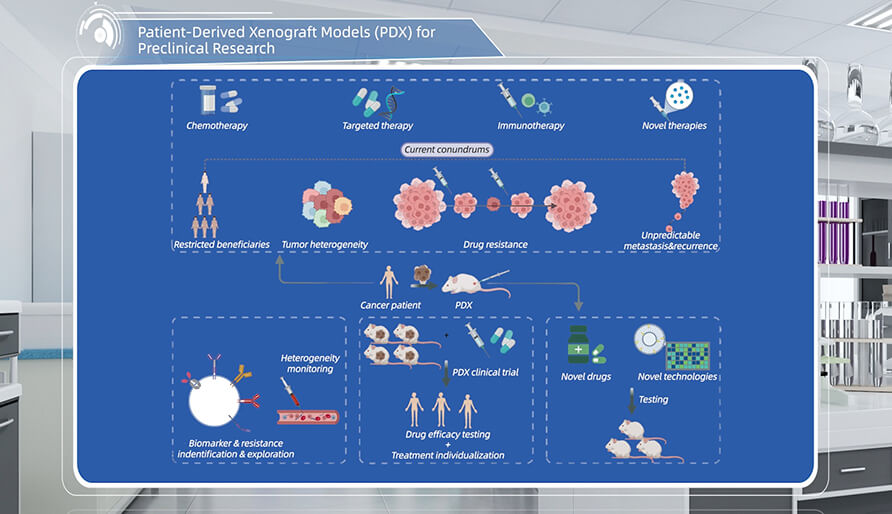什么是临床前研究的PDX（人源肿瘤异种移植）模型？